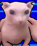 bingus .