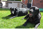 The Labrador Squad