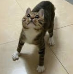 CatzRule!
