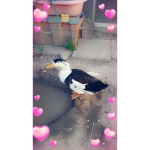 Fans de ##### fran y patito