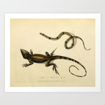 Lizard And Snake Group