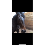 Champions riding academy