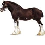 Clydesdales Riding Academy