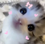 Cat Friends ;)