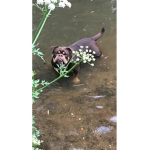 super doggie