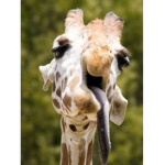 Giraffe neck