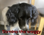 Domino the woggy