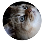 Cat univierity