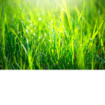 Touching Grasssssssssssssssss