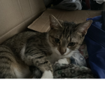 KittyPlayzYT Fan Group