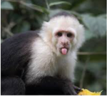 Monkey gang for apes