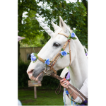 Royal unicorn