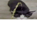 Forever Cats!