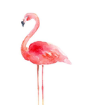 Flamingo Squad! ;D