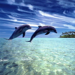 Ocean Chat