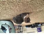 The special kitten community / group