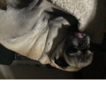 Pug army シ