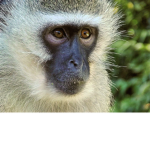 MONKEY FOREVER!