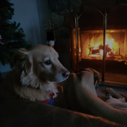 Vibe Dogs
