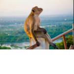 I am a monkey what are you