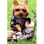 Puppys and dog lovers