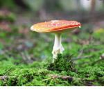 ######## mushroom group