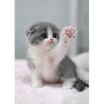 Kitten/Cat Family