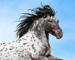 Hooves & Horses Riding Academy