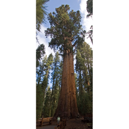 BIGGEST TREE IN ROBLOX