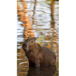 Capybara.Gang