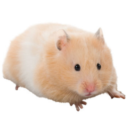 Long Haired Hamster Roblox decal