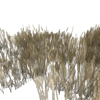 Wheat