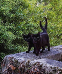 Cats<3 (:
