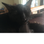 Cat Andrea cute little cat is thebest cat