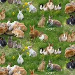 Bunnygrouppretty