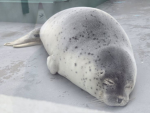 seals<3