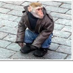Bt Monkey