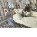 猫ちゃんグループ！！！！！！！！！！！！