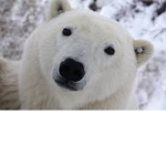 Polar Bear Combat