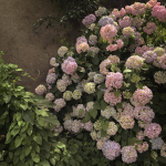 hydrangea's zephyr