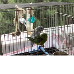 Birds Official