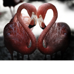 My lil flamingos~