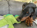 Doggy rescue fans