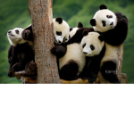 Mega pandas