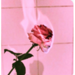 Rᴏsᴇs ɢʀᴏᴜᴘ!