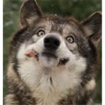 big bad wolfz