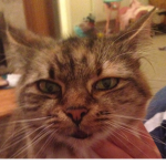 my cat died