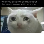 EVERYONE LOVE CATS!