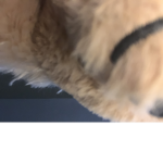 furry buniuss