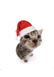 idk what to put! Merry Christmas!